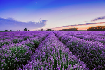 Sunrise and dramatic clouds over Lavender Field - obrazy, fototapety, plakaty