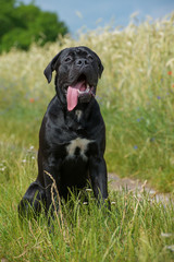 Cane Corso