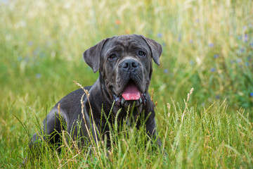 Cane Corso