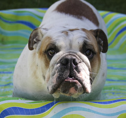 Bulldog puppy dripping water in a kiddy pool