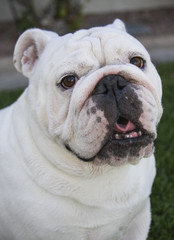 Fototapeta premium Close up head shot of a white bulldog