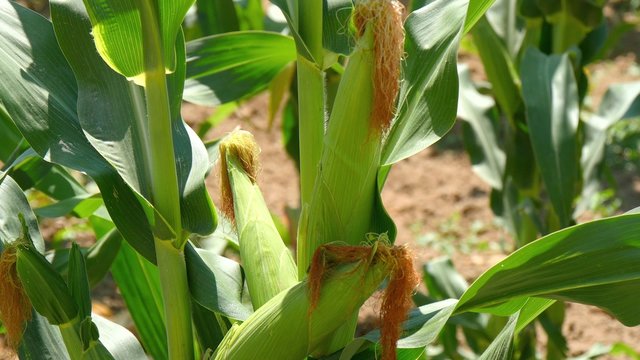 Corn field with unripe cobs in the stalk (4k)