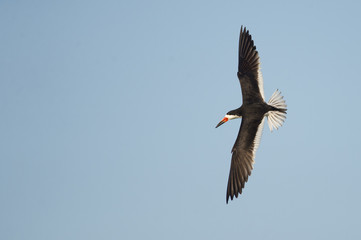 Black Skimmer