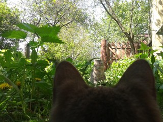 Cats listening and watching