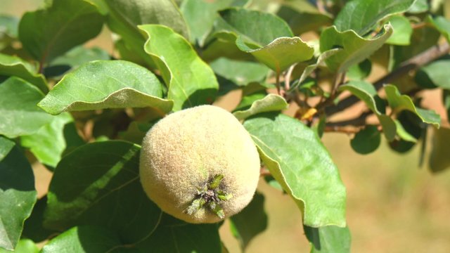 Unripe quince on the tree (4K)