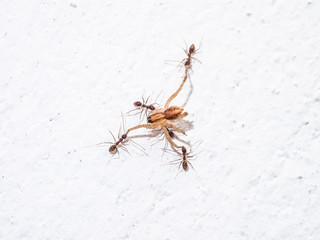 Ants attacking spider