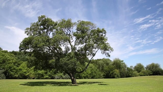 大木のある公園