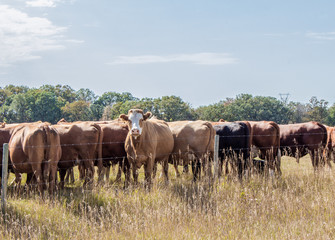 horizontal image of a herd of cows with their backside to the camera with one cow in the middle facing the camera standing behind a fence in the pasture in the summer time © nat2851terry