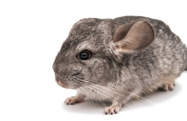 Chinchilla