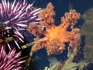 Fototapeta na wymiar Tentacles of the Orange Sea Cucumber