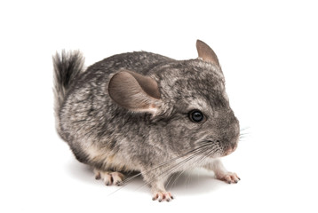 Chinchilla