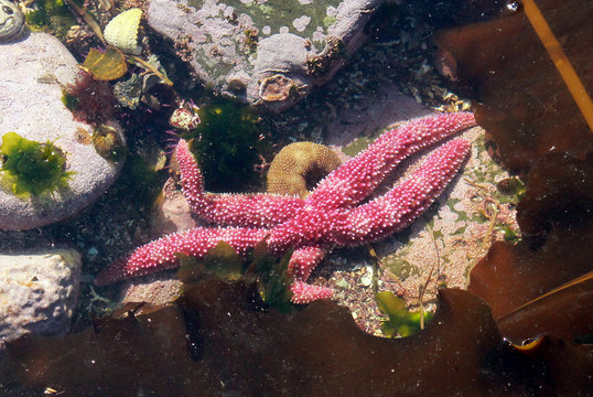 Short-spined Sea Star - Pisaster brevispinus