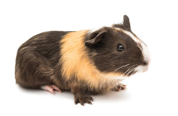 Fototapeta premium guinea pig