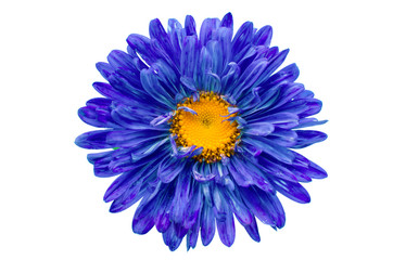 aster flower