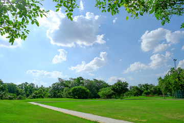 Trees and lawn on a bright summer day in green park