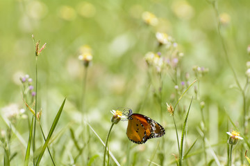Butterfly and poaceae

