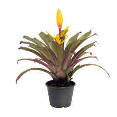 Bromeliad isolated on white background