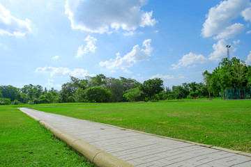Trees and lawn on a bright summer day in green park
