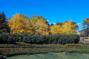 Naklejka premium Showa memorial park 60