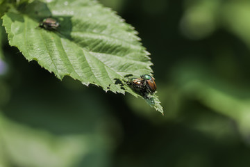 Japanese beetles copulating on a plant leaf. Superfamily Scarabaeoidea / Family Scarabaeidae / Subfamily Rutelinae / Tribe Anomalini / Subtribe Popilliin