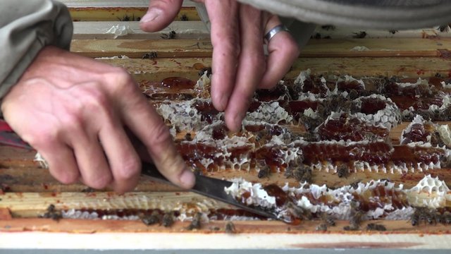 enfumage des abeilles et nettoyage du haut des cadres