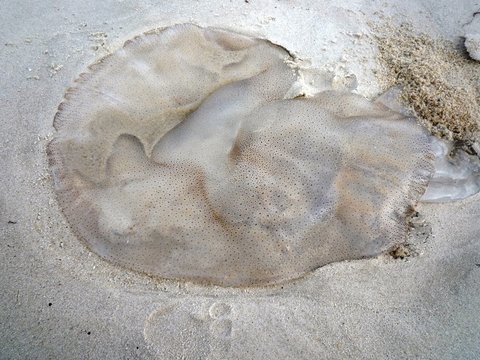  Jelly fish background on beach
