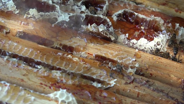 enfumage des abeilles et nettoyage du haut des cadres