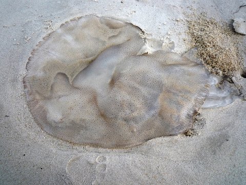  Jelly fish background on beach
