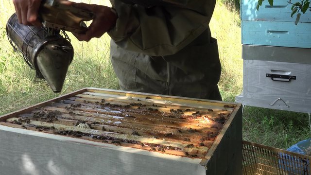 enfumage des abeilles et nettoyage du haut des cadres