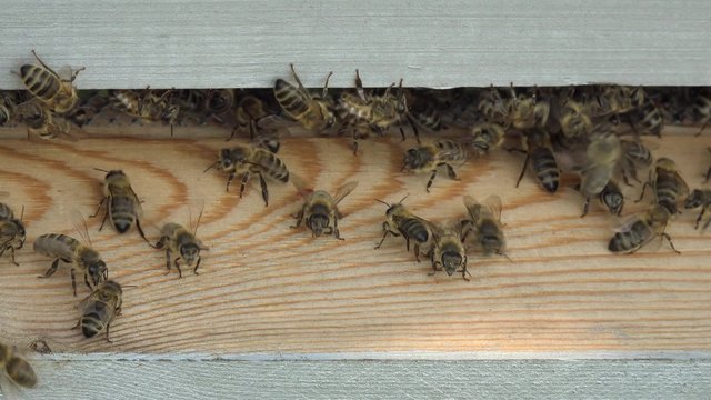 entr&eacute;e de la ruche et va et vient des abeilles