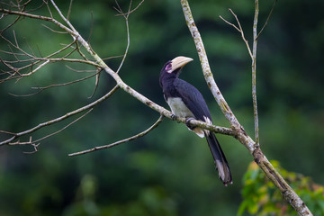 Oriental pied hornbill (Anthracoceros albirostris) 