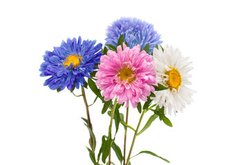 a bouquet of asters