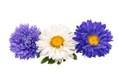 a bouquet of asters