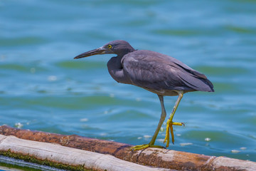  Pacific Reef Egret (Egretta sacra) waliking 