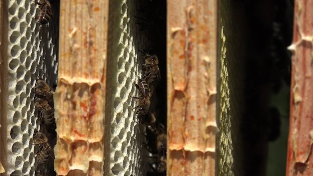 Gros plan sur des cadres et leurs abeillesl
