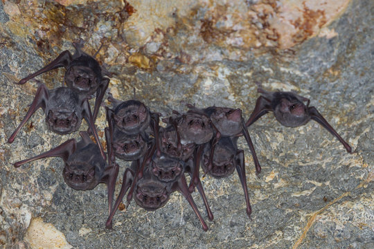  Long-winged Tomb Bat(Taphozous longimanus) stair us 