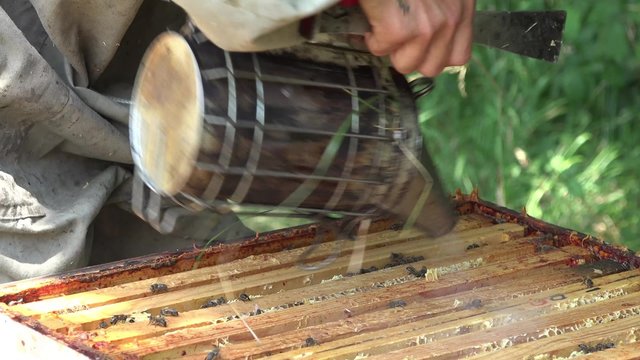 Abeille butine une fleur de pissenlit