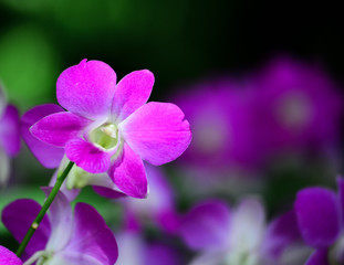 Fototapeta na wymiar Purple orchid