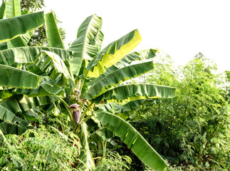 Tree of green bananas