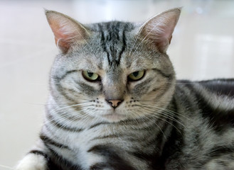 American shorthair cat is sitting and looking forward
