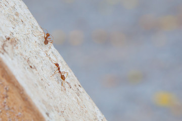 Red ant