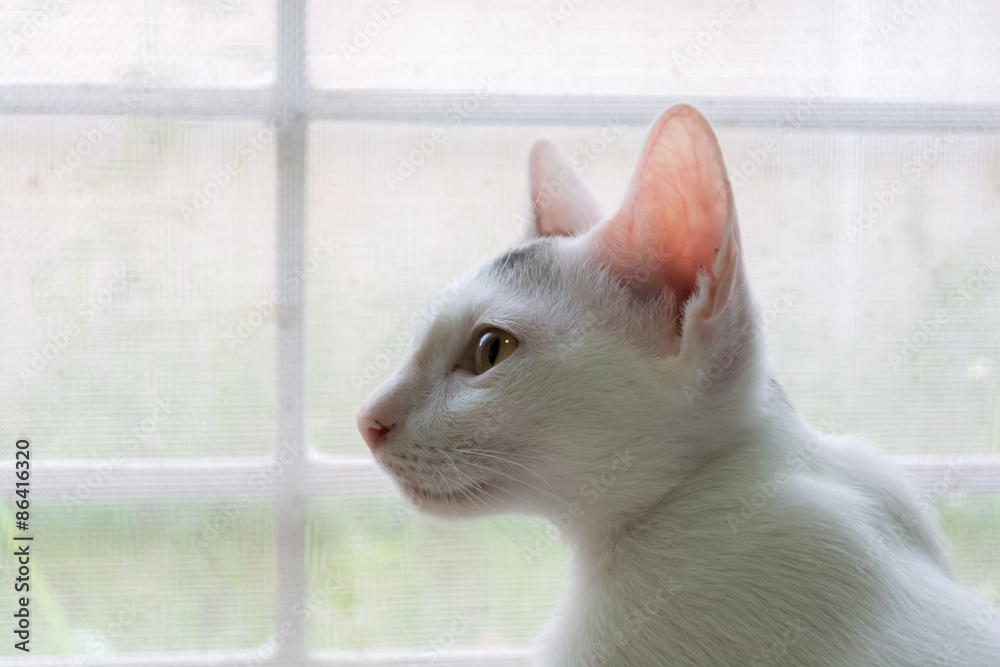 Canvas Prints White cat is looking forward