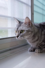 American shorthair cat is  looking forward