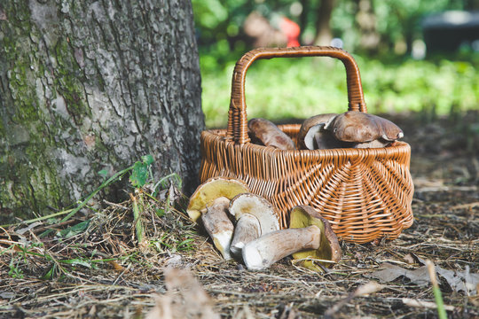 Group of white mushrooms near wicker basket in forest