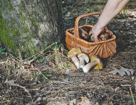 Successful quest for mushrooms in the forest