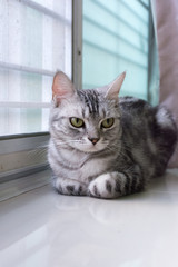 American shorthair cat is sitting and looking forward