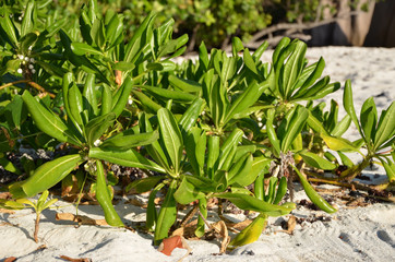 Obraz premium Pflanze 