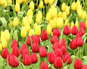 Obraz premium colorful tulips, tulips in garden
