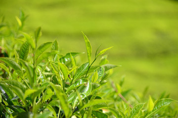 Tea Plantation With Closeup Of Tea Plants