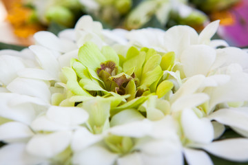 Fototapeta premium Orchid petals Being prepared is used in wedding ceremonies.